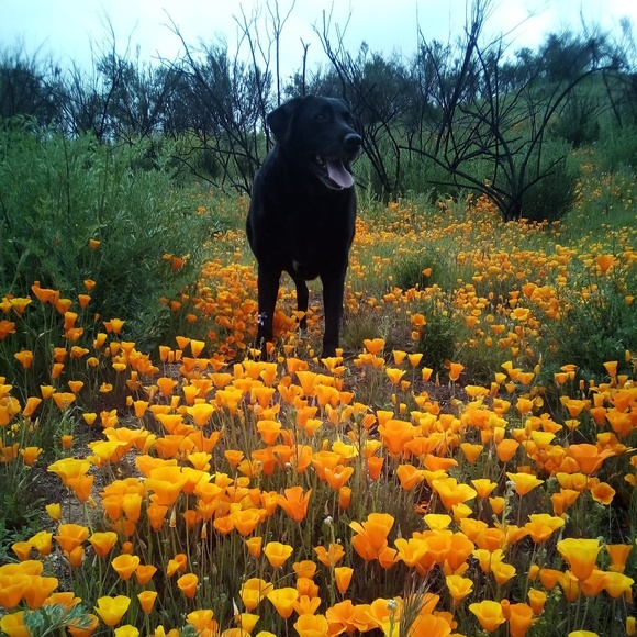 Meet your Posher, Heather - Picture 1 of 8